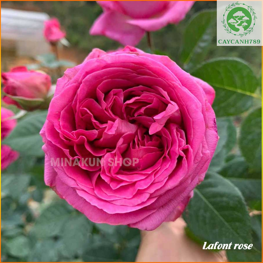 Cây hoa hồng  Lafont - Cây trưởng thành đang nụ và hoa cao 60-70cm ( Ảnh thật)