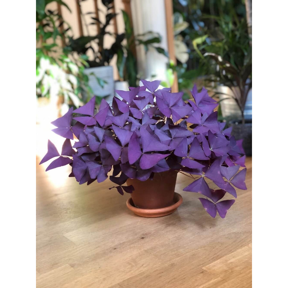 Cây Oxalis Triangularis (Bướm Đêm) 1 củ nhiều thân chậu nhựa