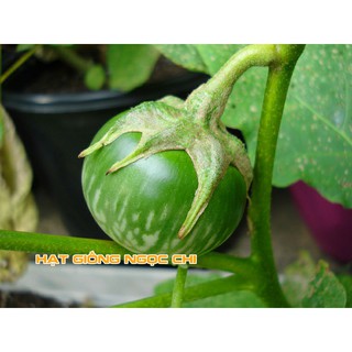 Hạt Giống Cà Bát Xanh (Da Ếch) - 1Gr