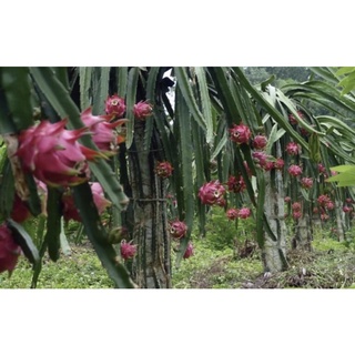 combo 40 cành thanh long ruột đỏ