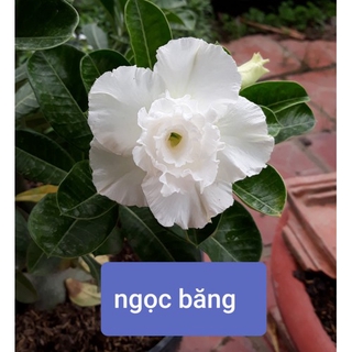 Cây hoa sứ thái cánh kép " ngọc băng- trắng " - bảo hành mặt hoa kép y ảnh cây giống chuẩn