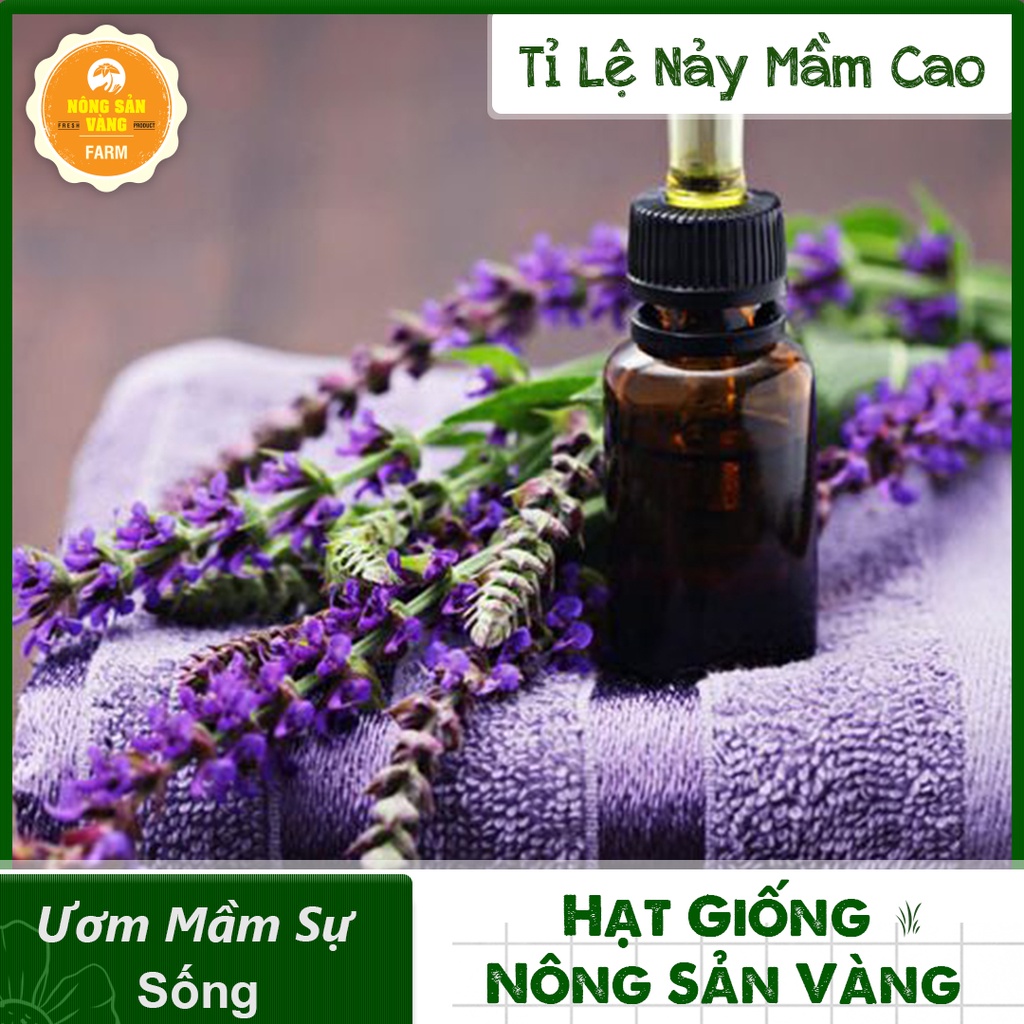 [HCM]Hạt giống Hoa Oải Hương ( Gói 50 Hạt ) - Nông Sản Vàng