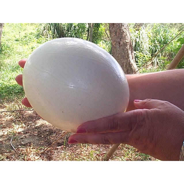 Vỏ Trứng Đà Điểu Trang Trí Điêu Khắc