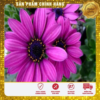 Hạt Giống Hoa Cúc Châu Phi(20 hạt)