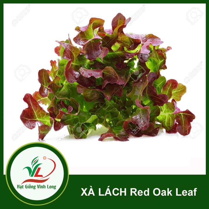 Hạt giống rau Xà lách Red Oakleaf TN 160