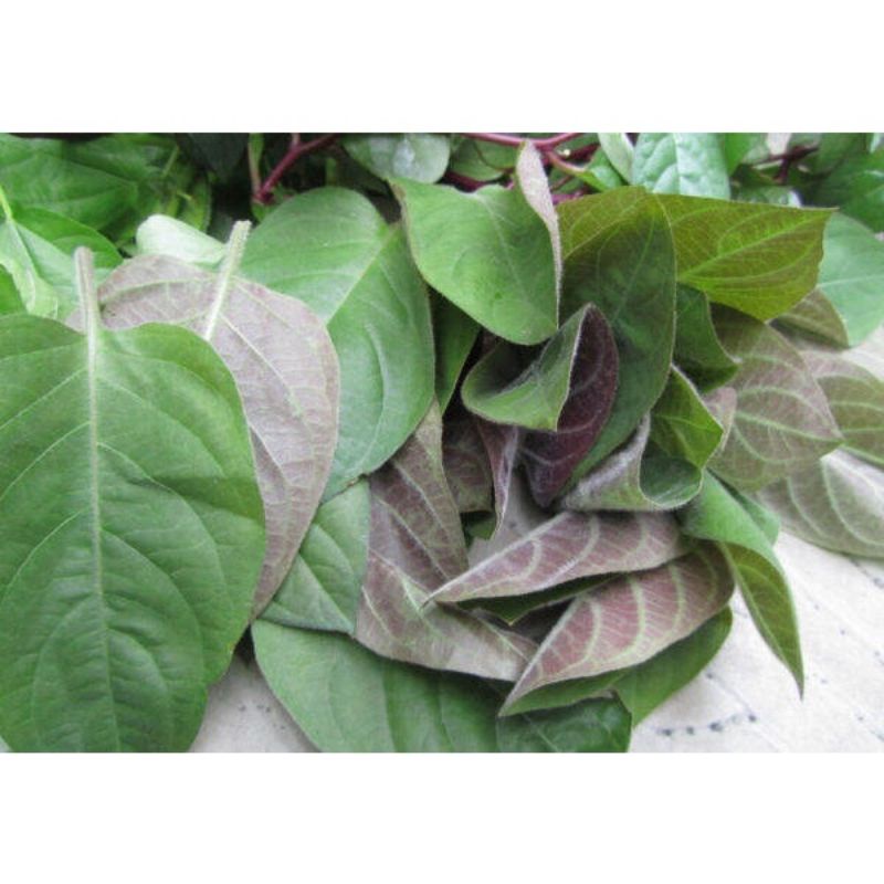 500g thân lá mơ tươi khách đặt mới hái