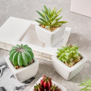 Chậu sen đá xương rồng mini
