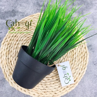 Cây giả- Chậu Cây Lúa Non Để Bàn