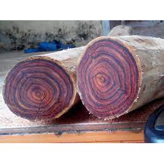 Cây giống gỗ xưa đỏ