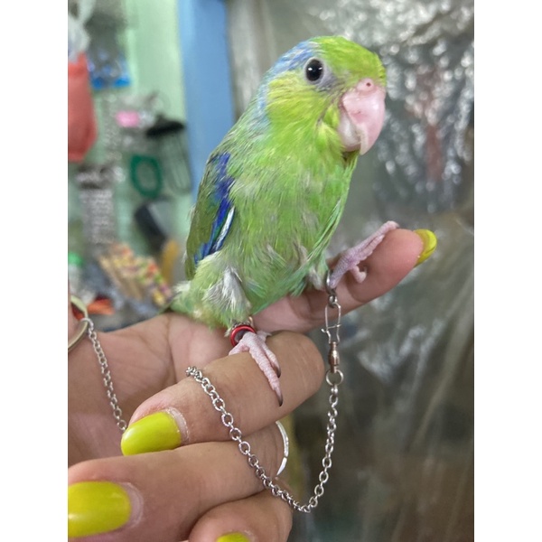 Xích chân , vòng chân cho cockatiel , greencheek , lovebird , yến phụng ..