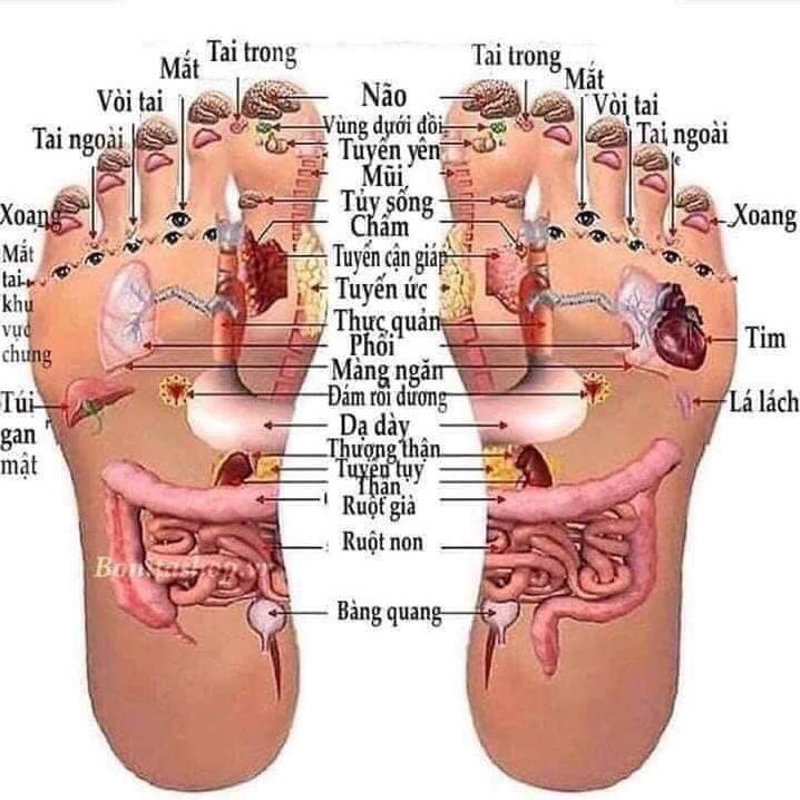 MÁY NGÂM CHÂN TỰ ĐỘNG MASSA HỒNG NGOẠI CÓ SỤC CHUYÊN DỤNG