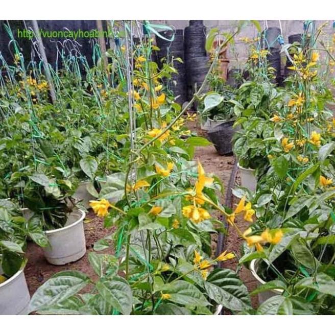 10 Hạt Hoa lan hoàng dương – Loài hoa dây leo với sắc màu rực rỡ