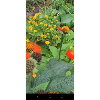 Cây giống bồ công anh