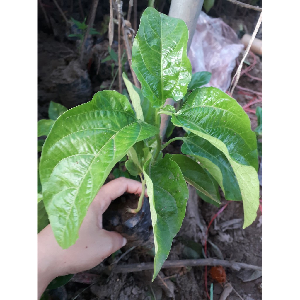 Cây Chanh Leo Đài Loan