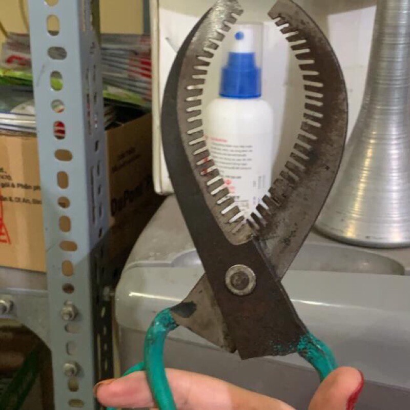 KÉO KHOANH VỎ CÂY CỠ ĐẠI