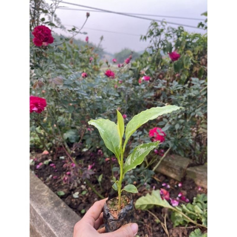 Nhài Nhật hoa đỏ