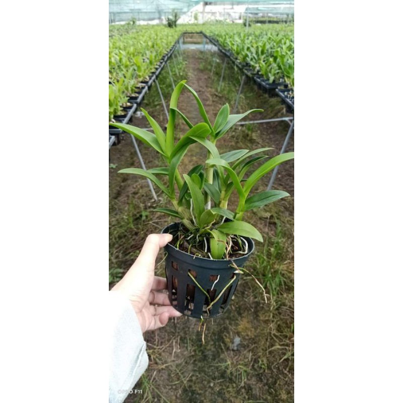 Hoa lan denro hoa hồng đỏ - cây lớn