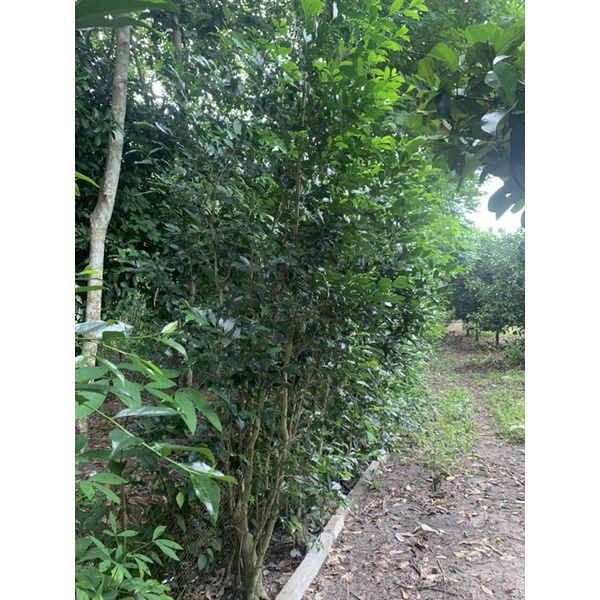 Trà xanh tươi loại 300g