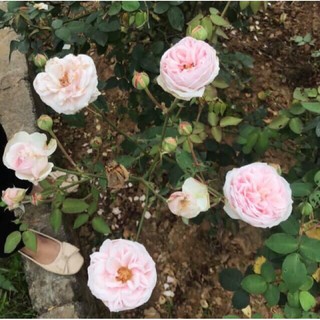 cây hoa hồng Vân Khôi nguyên bản