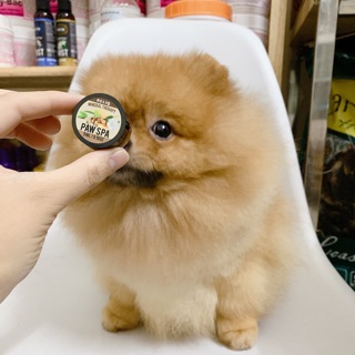 [Mã PET50K giảm Giảm 10% - Tối đa 50K đơn từ 250K] Kem bôi đệm bàn chân, mũi cho thú cưng 5ml-10ml
