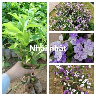 Combo 10 cây hoa nhài nhật giống cây hình 3