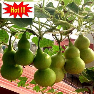 Hạt giống Bầu hồ lô (lớn, tí hon)