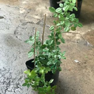 Hoa hồng Docteurs Massad