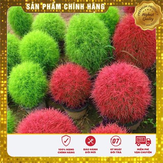 Hạt Giống Cỏ Đổi Màu Nhật Bản(50 hạt)