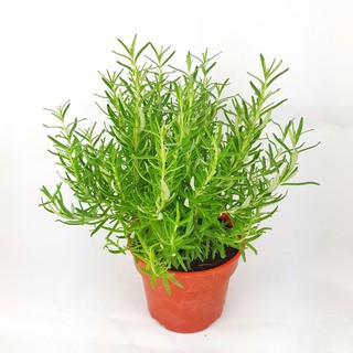 Hạt giống cây Hương Thảo 30 hạt