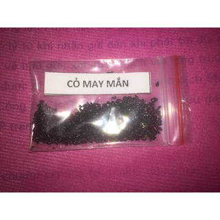 HẠT GIỐNG CỎ MAY MẮN - 500 Hạt/ gói