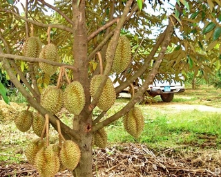 cây giống sầu riêng ri 6