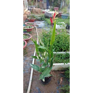 Cây chuối mỏ két cẩm thạch