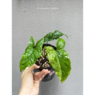 Trầu bà Syngonium Mojito