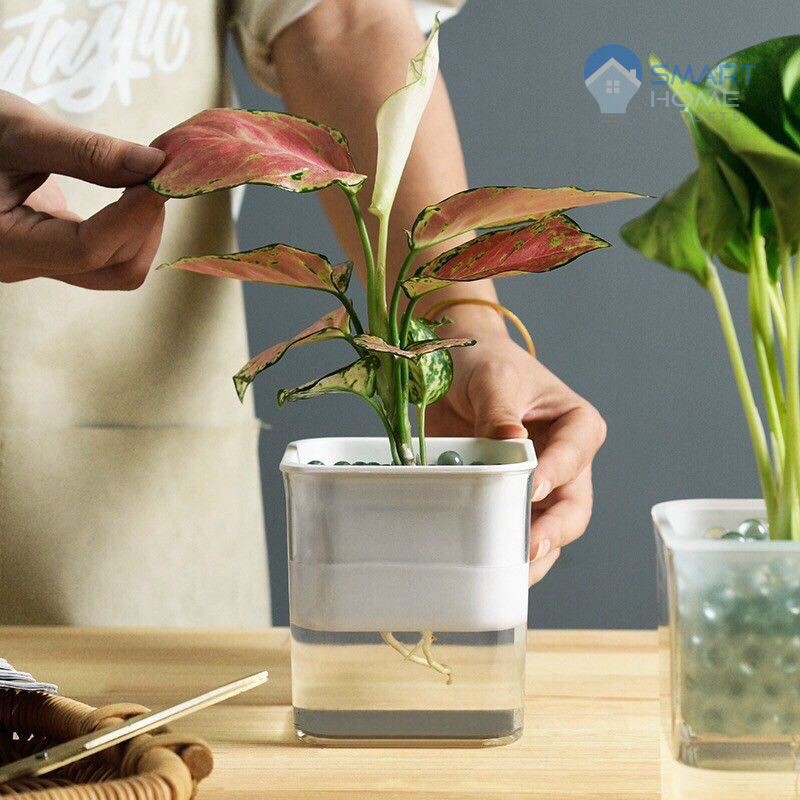 Chậu Cây Mini Trang Trí Bàn Làm Việc - Lọ Trồng Cây Thủy Sinh Tự Tưới Nước Mini Decor Bàn Học Bàn Làm Việc