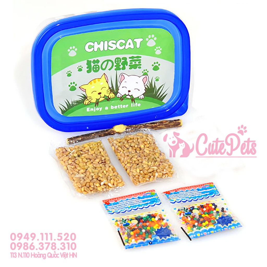 Hạt giống cỏ mèo ChiCat đủ đồ chỉ việc trồng - CutePets Phụ kiện chó mèo Pet shop Hà Nội