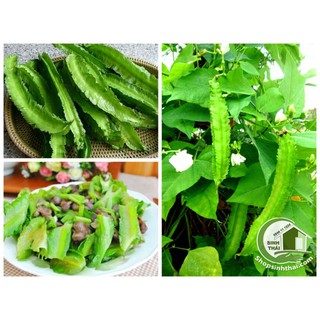 Hạt Giống Đậu Rồng ( Đậu Khế ) - Nảy Mầm Cực Chuẩn