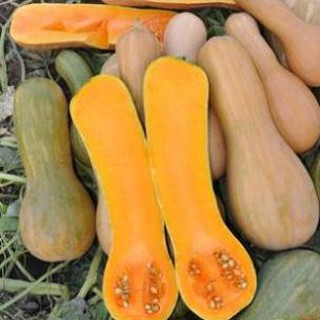Gói 20 hạt giống bí mật tặng kèm phân và kích mầm