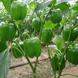 10 Hạt giống Ớt chuông mix 