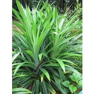 Cây giống lá nếp thơm