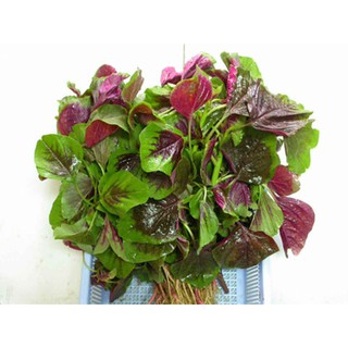 10 gram hạt giống rau dền