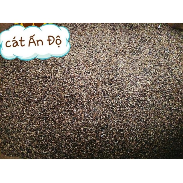 Cát buddy ấn độ