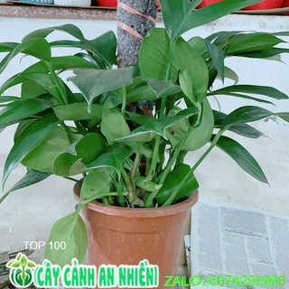 Trầu Bà Leo