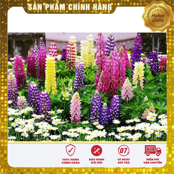 Hạt Giống Hoa Đậu Lupin mix nhiều màu LUCKY SEEDS