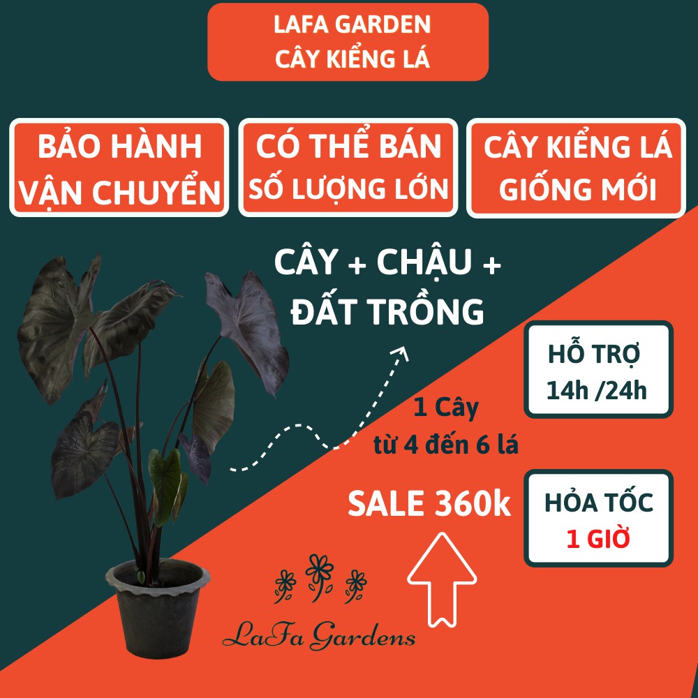 Cây kiểng lá Black Coral LAFA GARDEN, Kích thước (40-60cm), Combo kèm chậu và giá thể trồng cây