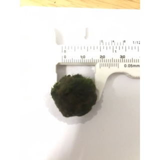 Marimo - Tảo cầu Nhật size bự (hàng sưu tập)