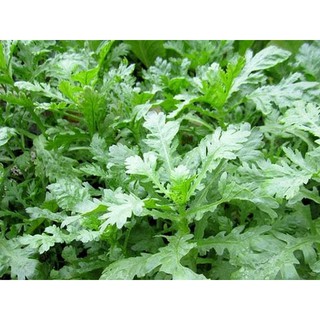 Hạt giống Rau tần ô (20g)