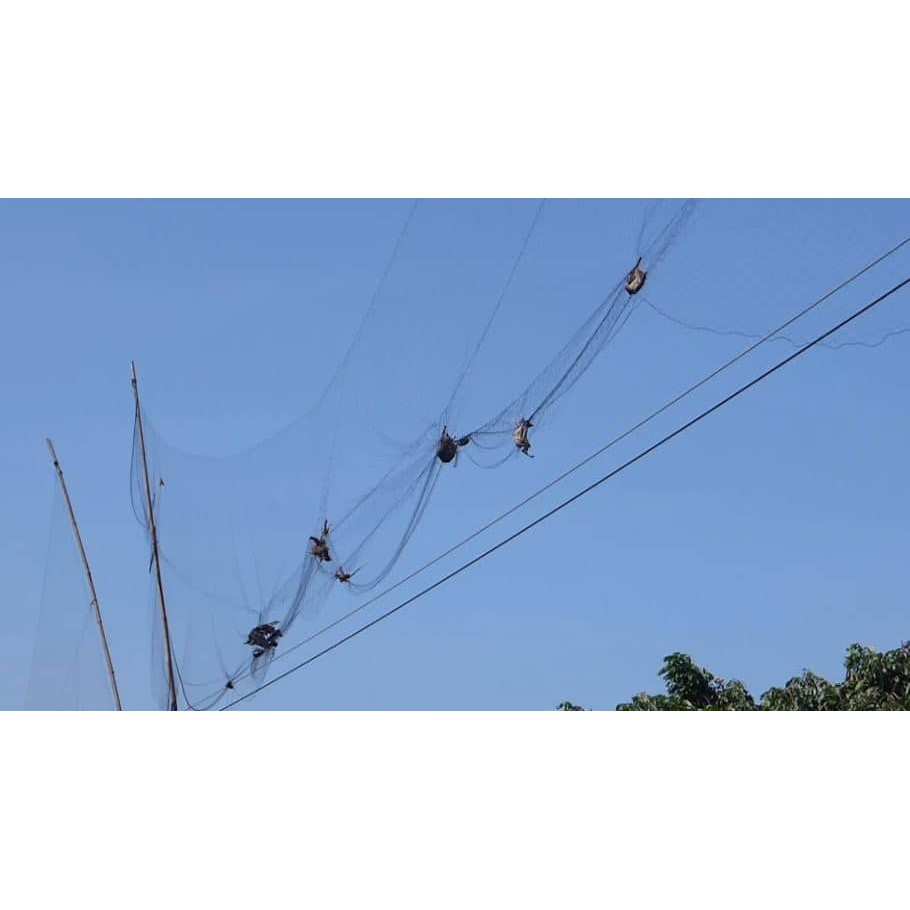 Lưới bẫy chim 4cm cao 5m  tàng hình hàng thái lan bắt các loại chim chào mào,chim ri+chim trao trảo + khuyên v..
