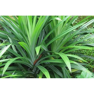 Bột Lá Dứa – Bột Lá Nếp 200 g