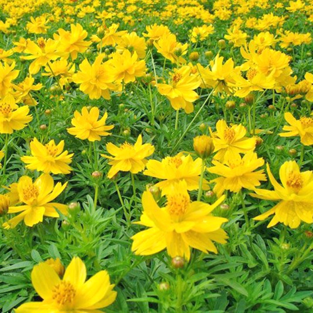 Hạt giống hoa sao nhái đơn mix - 0,5gram/gói