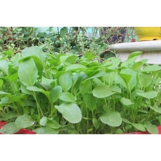 Hạt giống rau cải xanh baby  20gr ( cải ngọt)